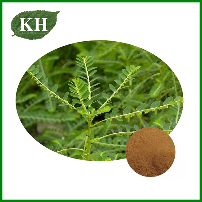 Phyllanthus Amarus Extract
